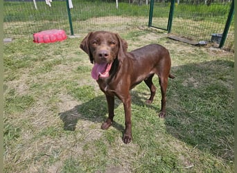 Csoki, geboren 01.08.2022, 61cm sucht sein Körbchen