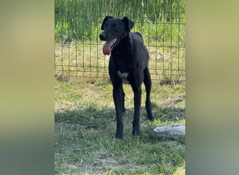Joey, geb. 02.08.2020, 68 cm, wünscht sich ein aktives Hundeleben