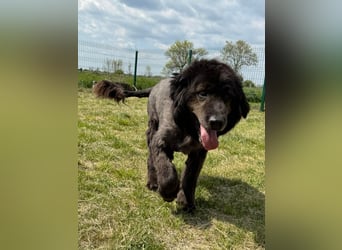 Bruce, geb. 01.2019, 59cm sucht seine Menschen