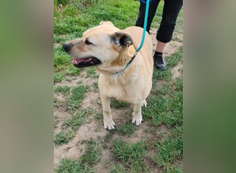 Gerda, geb. 07.2021, 67cm liebt das Wasser