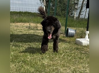 Bruce, geb. 01.2019, 59cm sucht seine Menschen