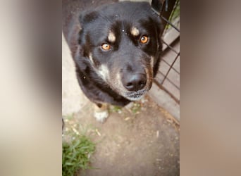 Kimi, geb. 01.2025, 64cm sucht seine Chance