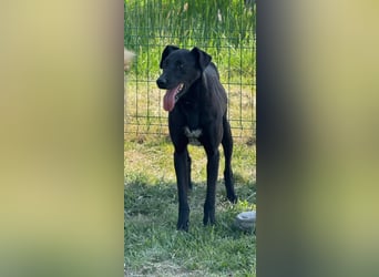 Joey, geb. 02.08.2020, 68 cm, wünscht sich ein aktives Hundeleben