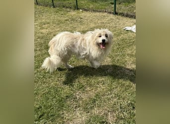 Zelda, geb. 06.2022, 62cm sucht ihre Menschen