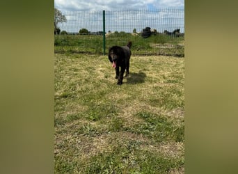 Bruce, geb. 01.2019, 59cm sucht seine Menschen