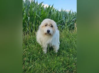 Zelda, geb. 06.2022, 62cm sucht ihre Menschen