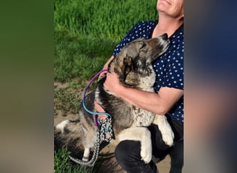 Sunny, geb. 12.2019, 63cm,  sucht ihr Körbchen