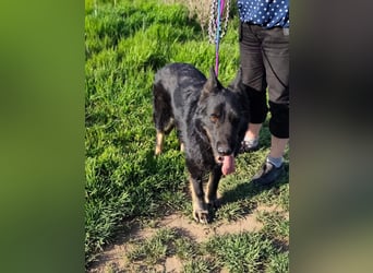 Onix, geb. 02.2019, 67cm, sucht endlich sein für immer Körbchen
