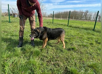 Milka, geboren 01.08.2017, 65cm sucht sicheres Körbchen