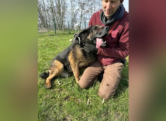 Milka, geboren 01.08.2017, 65cm sucht sicheres Körbchen