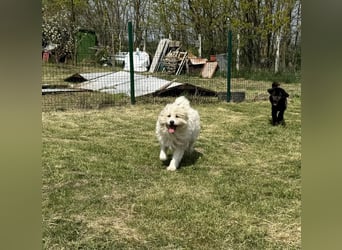 Zelda, geb. 06.2022, 62cm sucht ihre Menschen