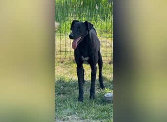 Joey, geb. 02.08.2020, 68 cm, wünscht sich ein aktives Hundeleben