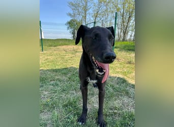 Joey, geb. 08.2020, 68cm, sucht seine aktiven Menschen