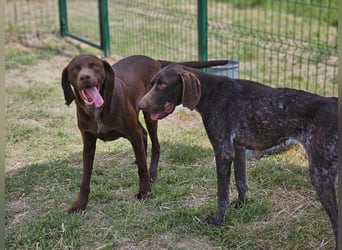 Csoki, geboren 01.08.2022, 61cm sucht sein Körbchen