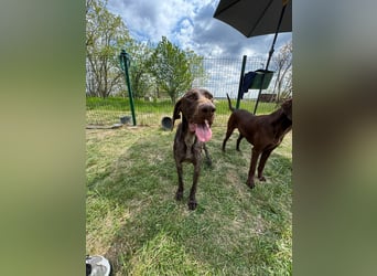 Mendi, geb. 06.2022 sucht ihre liebevollen Menschen