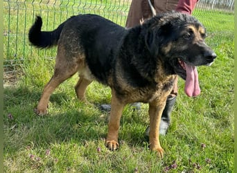 Milka, geboren 01.08.2017, 65cm sucht sicheres Körbchen