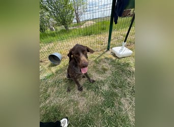 Mendi, geb. 06.2022 sucht ihre liebevollen Menschen