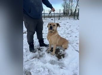 Gerda, geboren 07.07.2021, 67cm suchtn ihre Menschen