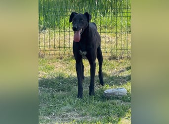 Joey, geb. 08.2020, 68cm, sucht seine aktiven Menschen