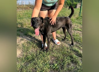 Joey, geboren 02.08.2020, 68cm sucht sein Körbchen