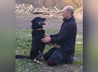 Kimi, geb. 01.2025, 64cm sucht seine Chance