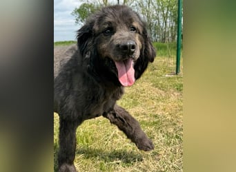 Bruce, geboren 01.01.2019, 59cm sucht seine Menschen