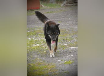 Kimi, geb. 01.2025, 64cm sucht seine Chance