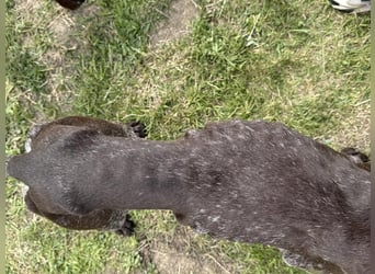 Mendi, geb. 06.2022 sucht ihre liebevollen Menschen