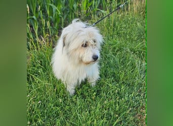 Zelda, geb. 06.2022, 62cm sucht ihre Menschen