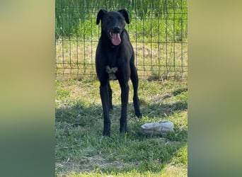 Joey, geb. 08.2020, 68cm, sucht seine aktiven Menschen