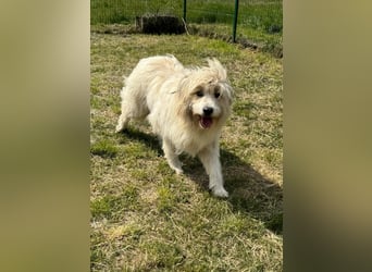 Zelda, geb. 06.2022, 62cm sucht ihre Menschen