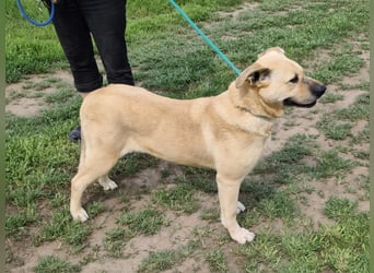 Gerda, geb. 07.2021, 67cm liebt das Wasser