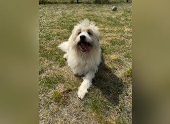 Zelda, geb. 06.2022, 62cm sucht ihre Menschen