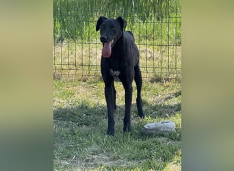 Joey, geb. 02.08.2020, 68 cm, wünscht sich ein aktives Hundeleben