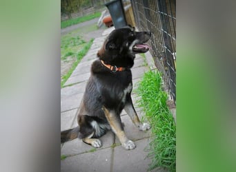 Kimi, geb. 01.01.2025, 64 cm, wünscht sich ein aktives Zuhause