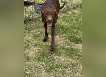 Csoki, geboren 01.08.2022, 61cm sucht sein Körbchen