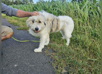 Zelda, geb. 06.2022, 62cm sucht ihre Menschen