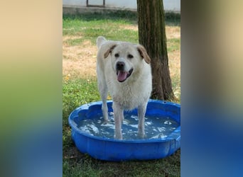 Nanuk wünscht sich ein Zuhause