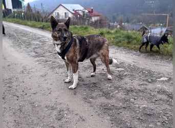 Emma sucht schon so lange ein Zuhause