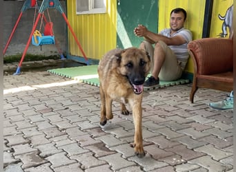 Lucky sucht eine Pflegestelle oder ein Zuhause