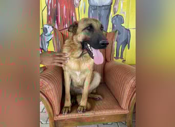 Lucky sucht eine Pflegestelle oder ein Zuhause