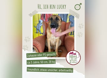 Lucky sucht eine Pflegestelle oder ein Zuhause