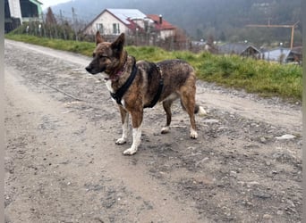 Emma sucht schon so lange ein Zuhause