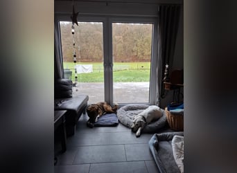 Emma sucht schon so lange ein Zuhause