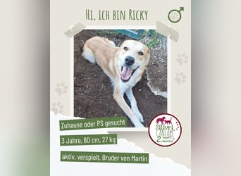 Ricky sucht ein Zuhause oder eine Pflegestelle