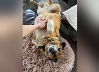 Rico sucht ein liebevolles Zuhause