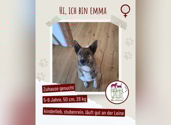 Emma sucht schon so lange ein Zuhause
