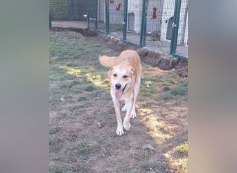 Ricky sucht ein Zuhause oder eine Pflegestelle