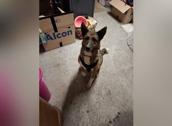 Emma sucht schon so lange ein Zuhause