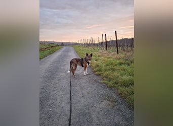 Emma sucht schon so lange ein Zuhause